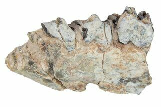 Oreodont (Merycoidodon) Jaw Section - South Dakota #254983