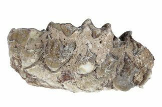 Oreodont (Merycoidodon) Jaw Section - South Dakota #254988