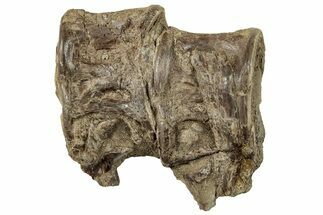 Fossil Xiphactinus (Cretaceous Fish) Vertebrae - Kansas #254629