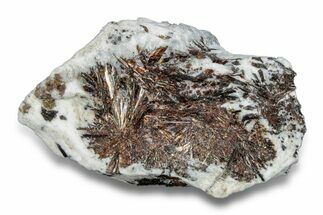 Golden-Brown, Radiating Astrophyllite - Kola Peninsula, Russia #255089