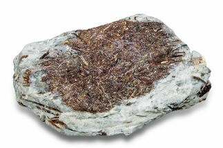Golden-Brown, Radiating Astrophyllite - Kola Peninsula, Russia #255090
