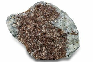 Golden-Brown, Radiating Astrophyllite - Kola Peninsula, Russia #255091