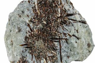 Golden-Brown, Radiating Astrophyllite - Kola Peninsula, Russia #255103