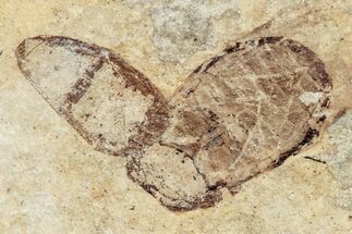 Fossil Diving Beetle (Dytiscidae) - France #254523