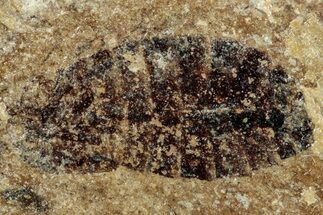 Detailed Fossil Dragonfly (Odonata) Larva - France #254263