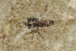 Fossil Fly (Diptera) - France #254300