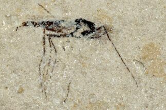 Fossil Non-Biting Midge (Chironomus) - France #254303