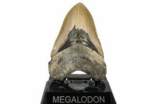 Serrated, Fossil Megalodon Tooth - North Carolina #255388