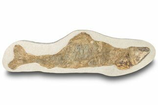 Lower Turonian Fossil Fish - Goulmima, Morocco #255496