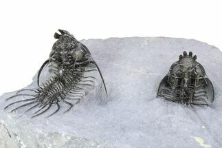 Double Spiny Quadrops Trilobite Specimen - Ofaten, Morocco #255575