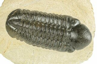 Prone Reedops Trilobite - Atchana, Morocco #255594