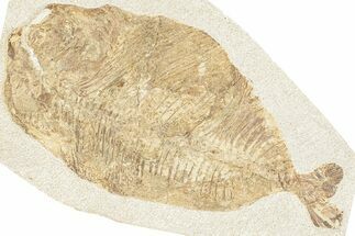 Lower Turonian Fossil Fish - Goulmima, Morocco #255484