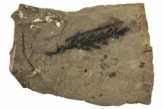 Conifer Fossil - McAbee, BC #255541