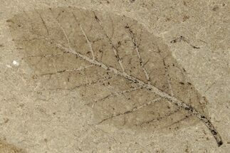 Leaf (Fagus) Fossil - McAbee, BC #255616