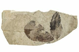 Broadleaf Fossil Plate - McAbee, BC #255624