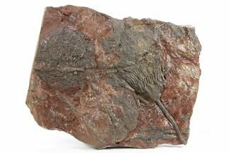 Silurian Fossil Crinoid (Scyphocrinites) Plate - Morocco #255699