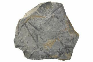 Pennsylvanian Fossil Horsetail Plate - Kentucky #255662