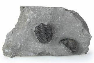 Eldredgeops (Phacops) Trilobite Fossil - New York #255732