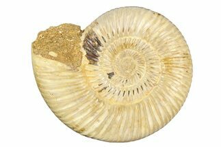 Polished Jurassic Ammonite (Perisphinctes) - Madagascar #256012