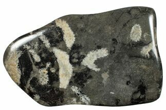 Polished Devonian Fossil Coral Plate - Morocco #255670