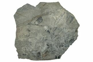 Pennsylvanian Fossil Flora Plate - Kentucky #255682