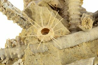 Miniature Fossil Cluster with Two Spiny Urchins (Polydiadema) #254741