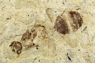Fossil Ant (Formicidae) - Cereste, France #256055