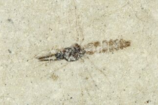 Fossil Parasitoid Wasp and Mosquito Plate - Cereste, France #256066