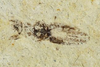 Fossil Seed Bug (Aphanus) - France #255983