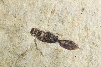 Fossil Wasp (Hymenoptera) - France #256025
