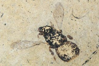 Fossil Insect (Hymenoptera) with Preserved Wings - France #256028