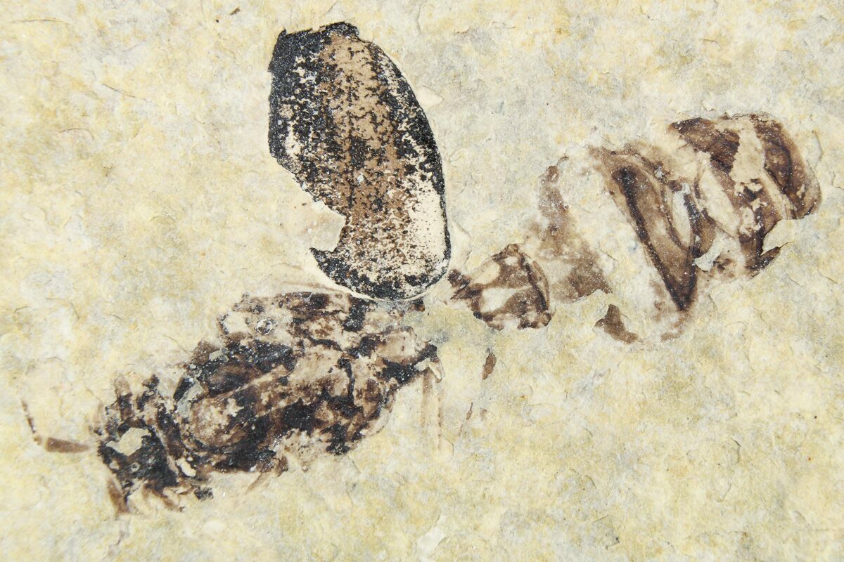 Fossil Insect Examples .60