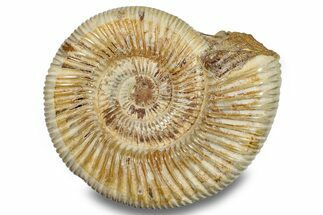 Jurassic Ammonite (Perisphinctes) - Madagascar #256238