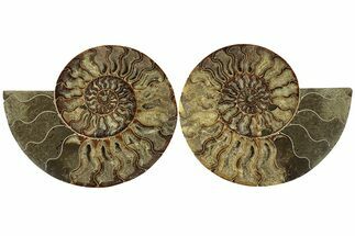 Cut & Polished, Agatized Ammonite Fossil - Madagascar #256196