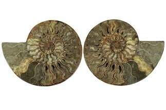 Cut & Polished, Agatized Ammonite Fossil - Crystal Pockets #256197