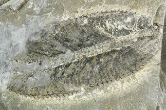 Ordovician Graptolite (Phyllograptus) - Fillmore Formation, Utah #255180