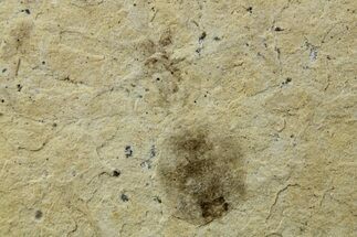 Fossil Spider (Araneae) - Cereste, France #256322