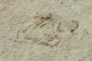 Fossil Spider (Araneae) - Cereste, France #256323