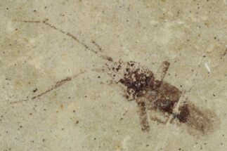 Fossil Insect (Homoptera) - Cereste, France #255957