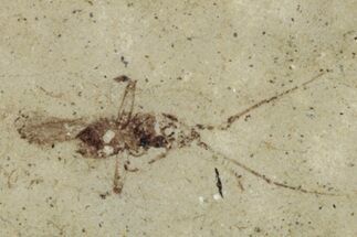 Fossil Insect (Homoptera) - Cereste, France #255958
