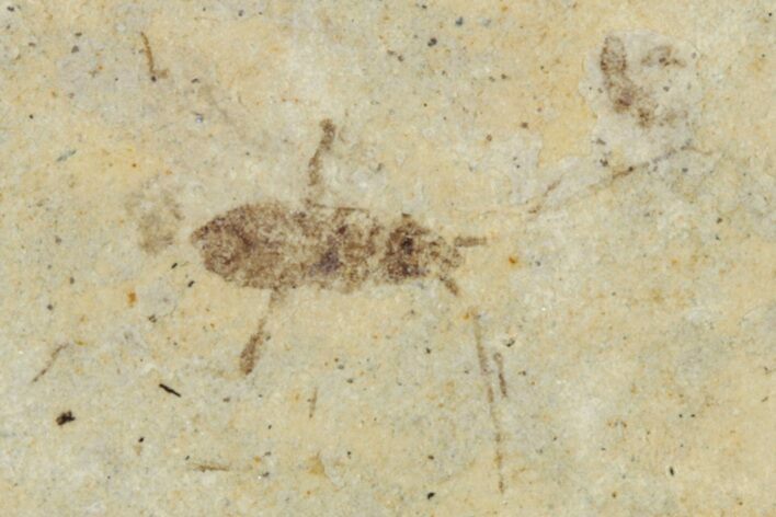 Suborder Homoptera .12