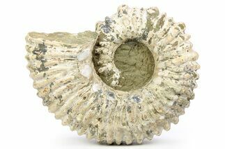Large, Bumpy Ammonite (Douvilleiceras) Fossil - Madagascar #256313