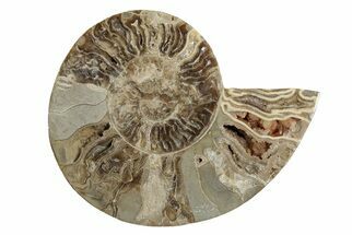 Choffaticeras (Daisy Flower) Ammonite Half - Madagascar #256687