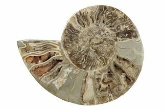 Choffaticeras (Daisy Flower) Ammonite Half - Madagascar #256688