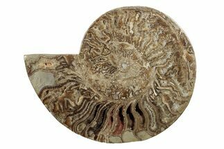 Choffaticeras (Daisy Flower) Ammonite Half - Madagascar #256693