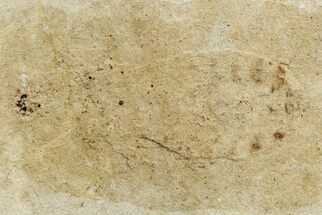 Ghostly Fossil Insect (Odonata) Larva - Bois d’Asson, France #256738