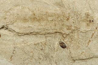 Fossil Insect (Odonata) Larva - Bois d’Asson, France #256741