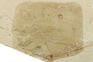Fossil Insect (Odonata) Larva - Bois d’Asson, France #256724