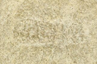 Ghostly Fossil Insect (Odonata) Larva - Bois d’Asson, France #256730