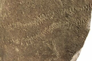 Cruziana (Fossil Trilobite Trackway) - Morocco #256848
